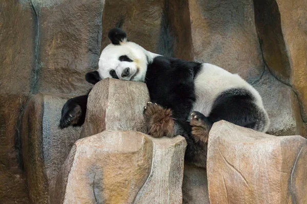 Bild Eines Panda Schläft Auf Den Felsen Wilde Tiere — Stockfoto