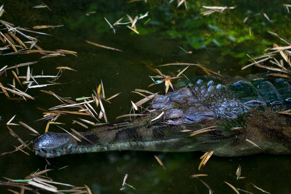 Bild Eines Gavialkrokodils Auf Dem Wasser — Stockfoto