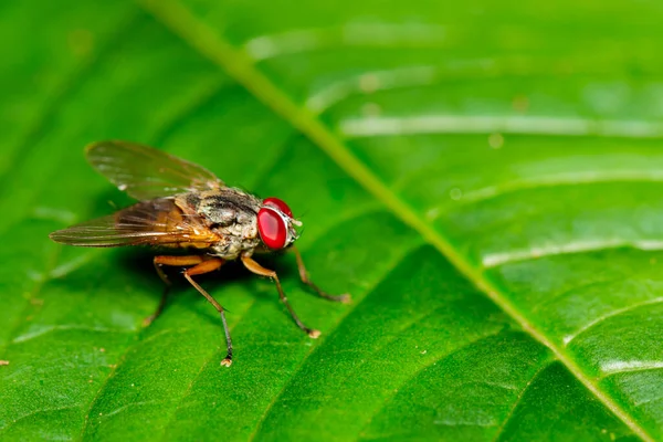 Afbeelding Van Een Vlieg Diptera Groene Bladeren Insect Dierlijk — Stockfoto