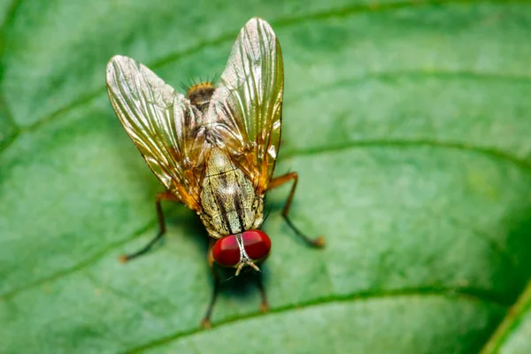 Image Fly Diptera Green Leaf — Stock Photo, Image