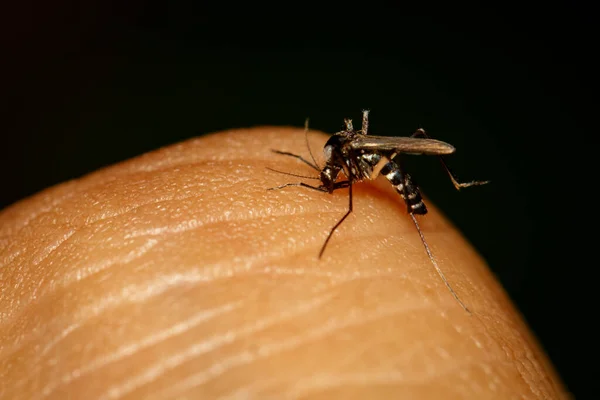 人間の皮膚に血液を吸う一般的な家蚊のイメージ インセクト アニマル — ストック写真
