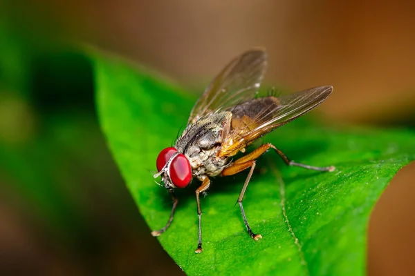Afbeelding Van Een Vlieg Diptera Groene Bladeren — Stockfoto