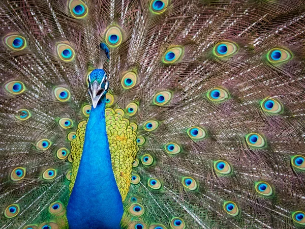 カラフルな尾を示す熱帯孔雀の鳥 — ストック写真