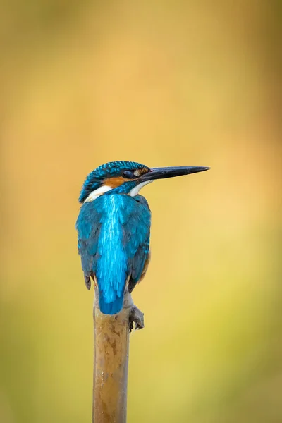 Image Common Kingfisher Alcedo Atthis Perched Branch Nature Background Bird — Stock Photo, Image