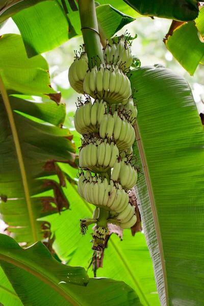 百合花园中香蕉树上的绿色生香蕉 — 图库照片