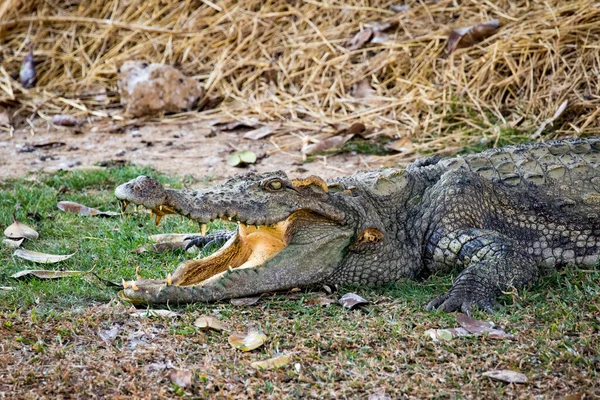 Afbeelding Van Een Krokodil Het Gras Reptiel Dieren — Stockfoto