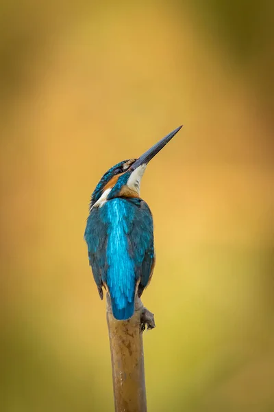 Vue Rapprochée Oiseau Dans Habitat Naturel — Photo