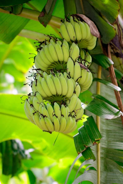 Banana Crua Verde Bananeira Jardim Tailândia — Fotografia de Stock