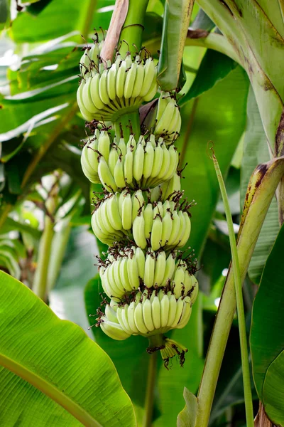 Plátano Crudo Verde Sobre Plátano Jardín Tailandia —  Fotos de Stock