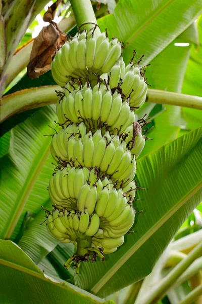 Green Raw Banana Banana Tree Garden Thailand —  Fotos de Stock