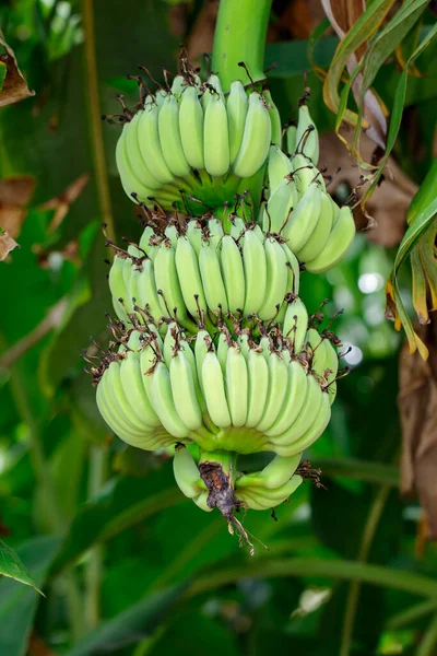 Banana Crua Verde Bananeira Jardim Tailândia — Fotografia de Stock