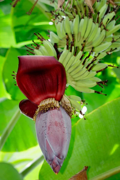 Tayland Bahçede Muz Ağacında Muz Çiçeği — Stok fotoğraf