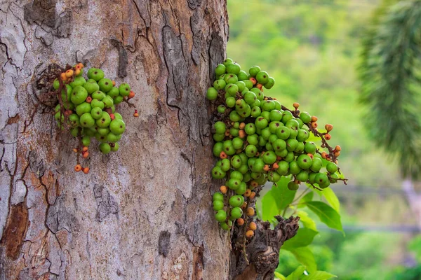 Imagem Fruta Figo Selvagem Verde Árvore Fruta Valiosa Tailândia Grupo — Fotografia de Stock