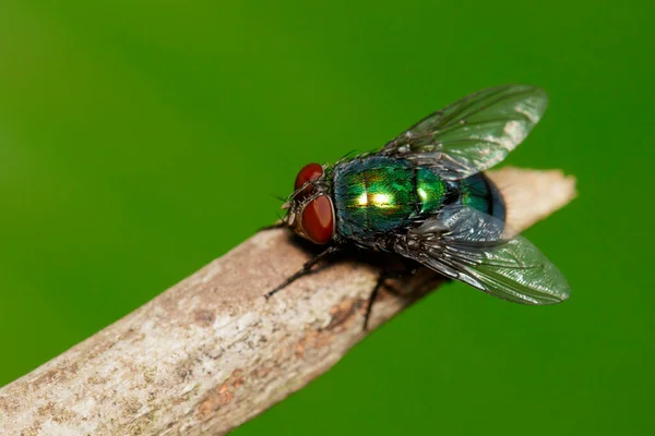Imagen Una Mosca Diptera Rama Marrón Insecto Animales —  Fotos de Stock