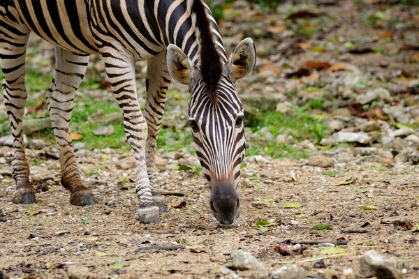 Image Zebra Nature Background Wild Animals — Stockfoto