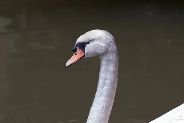Image White Swan Water Wildlife Animals — Stock Photo, Image