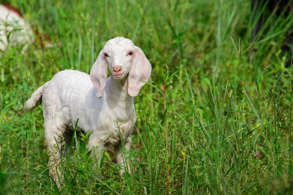 Image Little White Goat Green Meadow Farm Animal — Stock fotografie