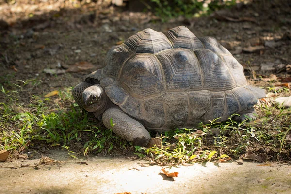 Изображение Черепахи Geochelone Sulcata Земле Дикие Аниме — стоковое фото