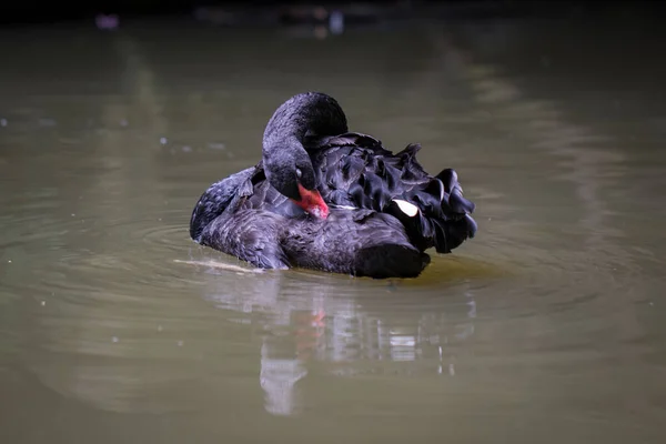 Εικόνα Ενός Μαύρου Κύκνου Στο Νερό Άγρια Ζώα — Φωτογραφία Αρχείου