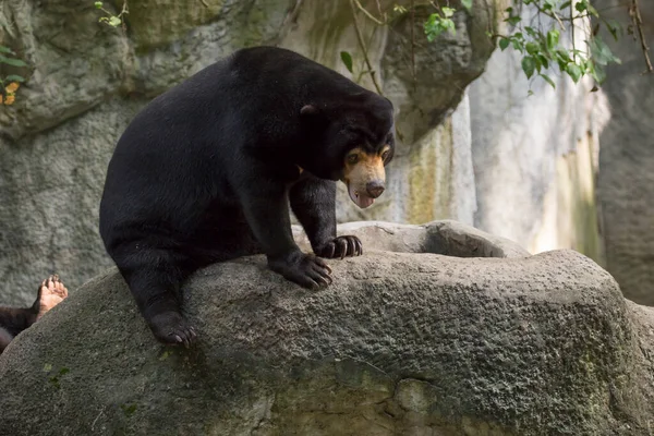 Image Malayan Sun Bear Relax Rocks Wild Animals — Foto Stock