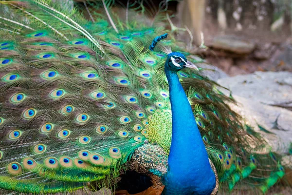 图像的显示其美丽的羽毛的孔雀 野生动物 — 图库照片