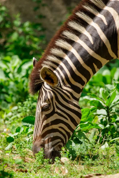 Obraz Zebr Jedzących Trawę Tle Natury Dzikie Zwierzęta — Zdjęcie stockowe
