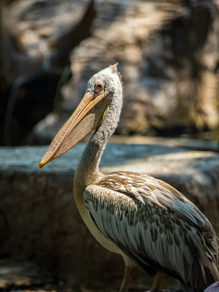Image Spot Billed Pelican Pelecanus Philippensis Wild Animals — Stock fotografie