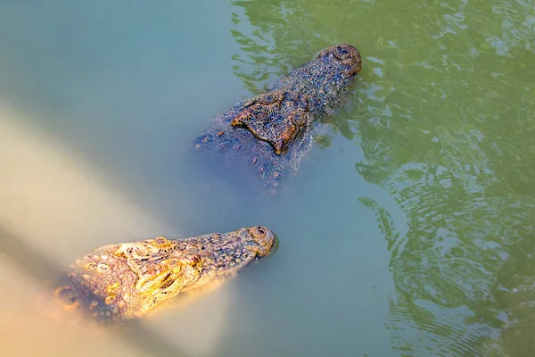 在水中的鳄鱼头的形象 爬虫类动物 — 图库照片
