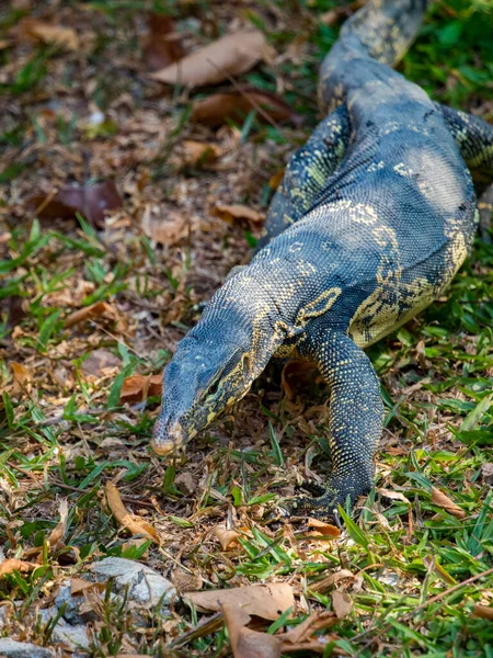 Изображение Бенгальского Монитора Рептилия Анита — стоковое фото