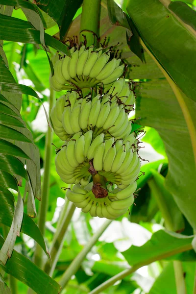 百合花园中香蕉树上的绿色生香蕉 — 图库照片