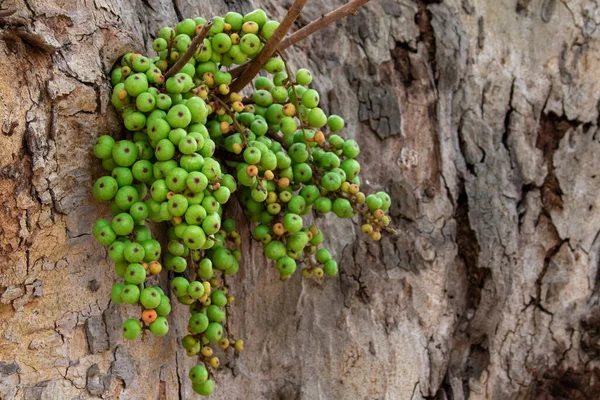 Image Green Wild Fig Fruit Tree Valuable Fruit Thailand Group — Stockfoto