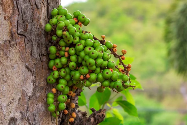 Image Green Wild Fig Fruit Tree Valuable Fruit Thailand Group — Fotografia de Stock