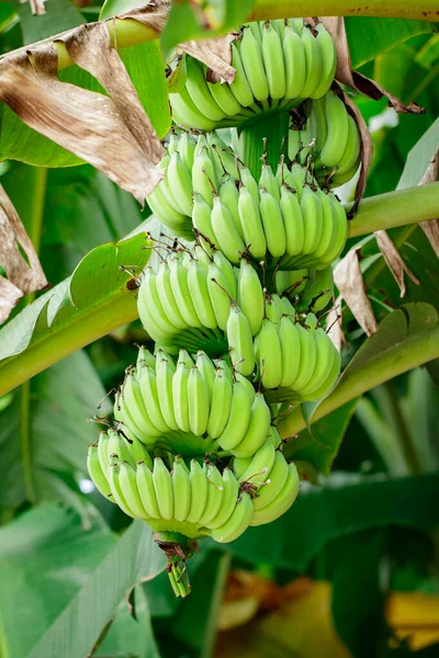 Green Raw Banana Banana Tree Garden Thailand — Fotografia de Stock