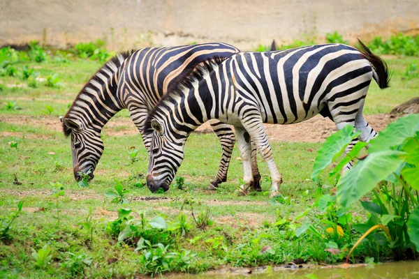 Bild Von Zwei Zebras Fressen Gras Auf Dem Hintergrund Der — Stockfoto