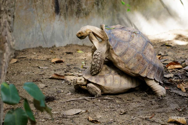 Image Sulcata Tortoise Turtle African Spurred Tortoise Geochelone Sulcata Breeding — Stock Photo, Image