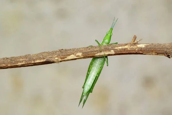 Bild Sneda Ansikten Eller Gaudy Grasshopper Brun Gren Naturen Bakgrund — Stockfoto