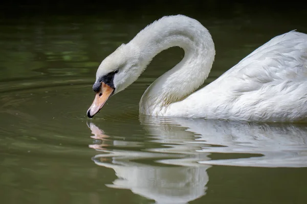 Изображение Белого Лебедя Воде Животные Дикой Природы — стоковое фото