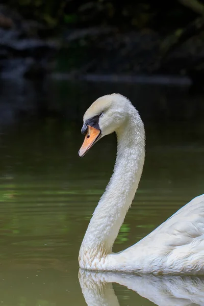 Imagem Cisne Branco Água Animais Selvagens Animais — Fotografia de Stock