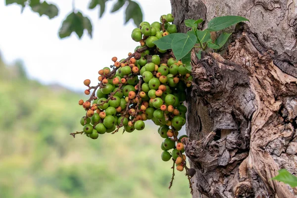 Ağaçta Yeşil Yabani Incir Meyvesi Resmi Tayland Değerli Meyveler Grup — Stok fotoğraf