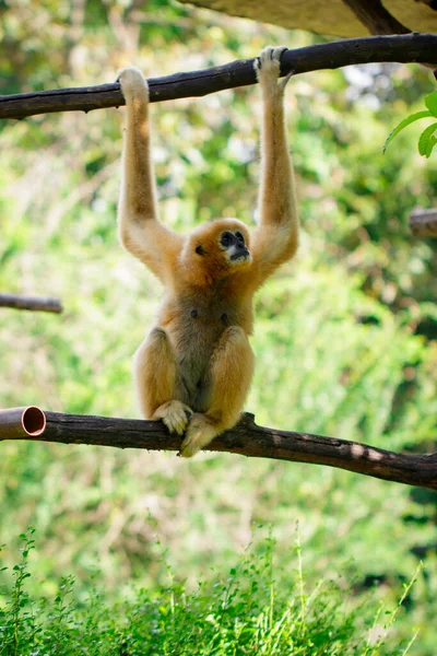 Image Female Northern White Cheeked Gibbon Nature Background Wild Animals — Stockfoto