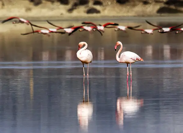 Chipre Fotos Animais Selvagens Flamingo — Fotografia de Stock