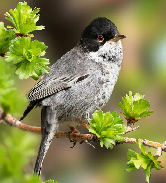 Vue Rapprochée Oiseau Dans Habitat Naturel — Photo