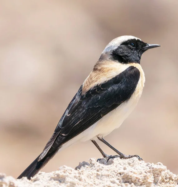 Nahaufnahme Des Vogels Natürlichen Lebensraum — Stockfoto