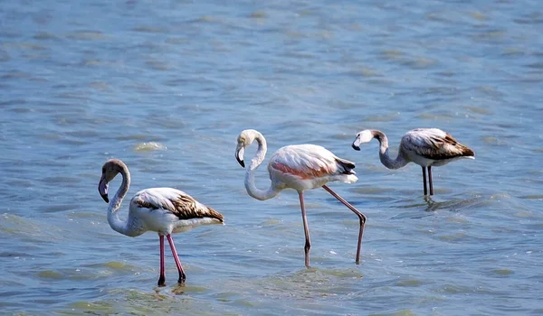 Chipre Fotos Animais Selvagens Flamingo — Fotografia de Stock