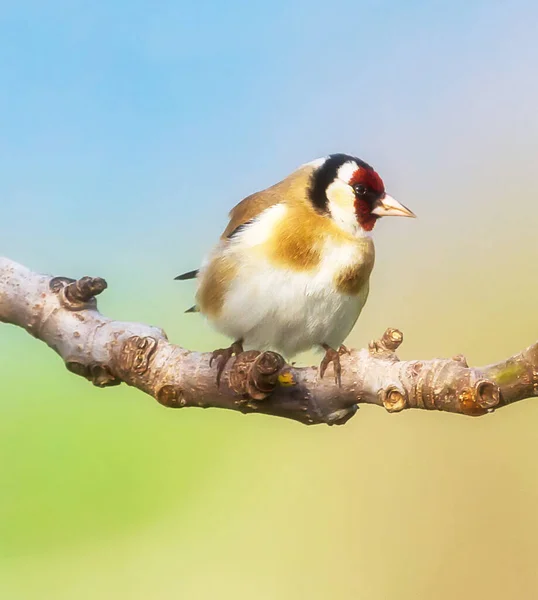 Крупним Планом Вид Птаха Природному Середовищі Проживання — стокове фото