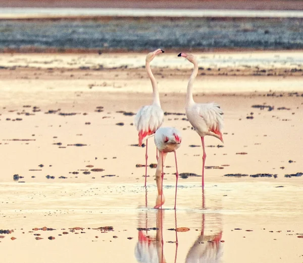 Zypern Tierwelt Bilder Flamingo — Stockfoto