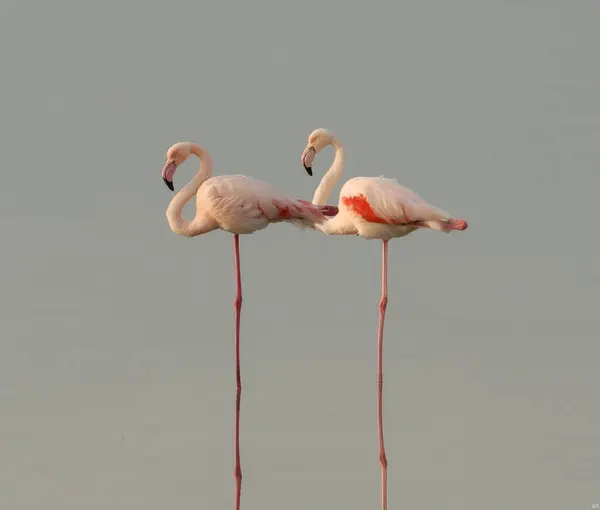 Kypr Divoká Příroda Obrázky Flamingo — Stock fotografie