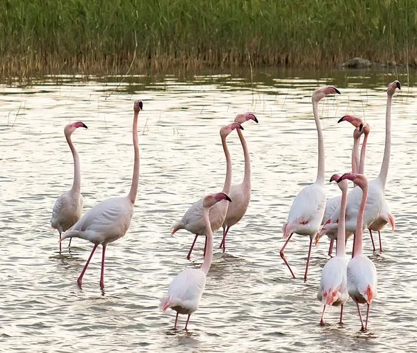 Zypern Tierwelt Bilder Flamingo — Stockfoto