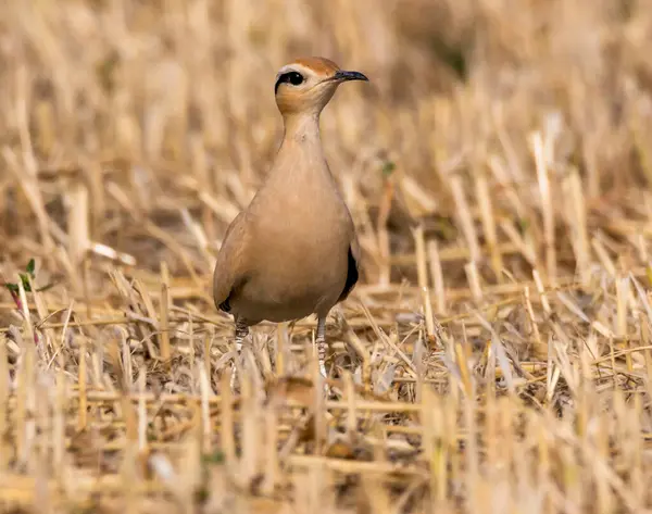 Cyprus Wildlife Pictures Bird — Stock Photo, Image