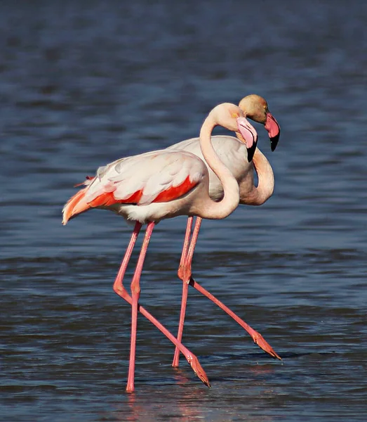 Kıbrıs Rum Kesimi Vahşi Yaşam Filmleri Flamingo — Stok fotoğraf